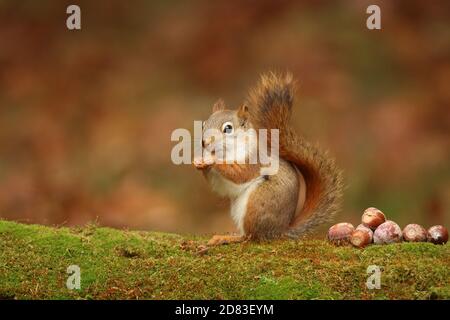 American red squirrel Tamiasciurus hudsonicus sitting on a mossy branch in Fall with acorns Stock Photo