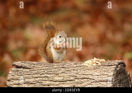Little red squirrel Tamiasciurus hudsonicus sitting on a log in Fall eating nuts Stock Photo
