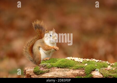 American red squirrel Tamiasciurus hudsonicus sitting on a mossy log in Fall eating peanuts