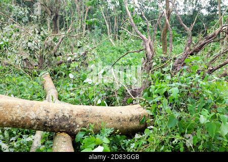 Uprooted and fallen trees due to typhoon or tropical storm Quinta or Molave aftermath in Batangas Province, Southern Luzon, Philippines. Stock Photo