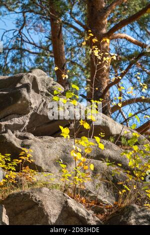 A layered rocky cliff wall in the autumn forest. Nature background. Golden autumn colors. Stock Photo