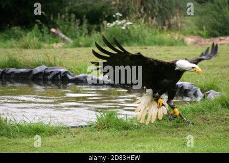 Bald eagle coming in to land over water Stock Photo