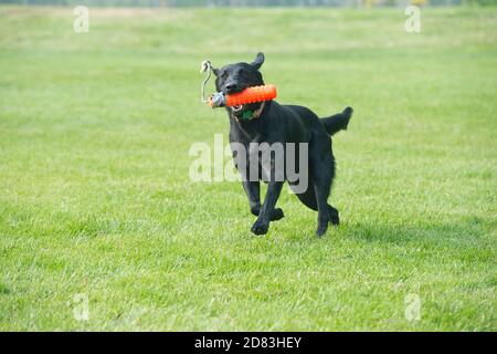 Black Labrador retriever retrieving retriever bumper Stock Photo