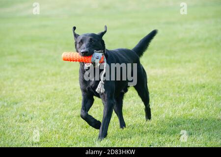 Black Labrador retriever retrieving retriever bumper Stock Photo