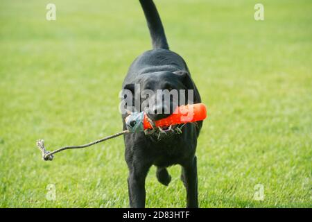 Black Labrador retriever retrieving retriever bumper Stock Photo