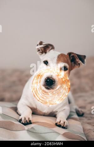 Funny dog with Christmas sparkling garland on his nose, ready for masquerade Stock Photo