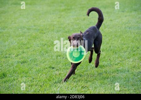 Chocolate Labrador retriever running with Frisbee, Stock Photo