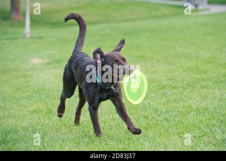 Chocolate Labrador retriever running with Frisbee, Stock Photo