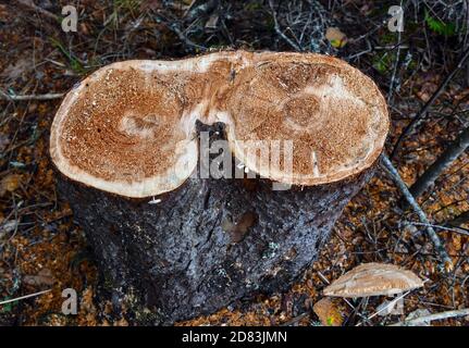 Tree stump in ground after tree was cut down Stock Photo
