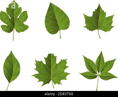 Green fall leaves. Ideal for poster, card, label, banner design. Vector illustration. Stock Vector