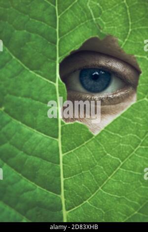 Sad, blue eye of a female person hiding face behind a green leaf and looking through a hole at camera Stock Photo