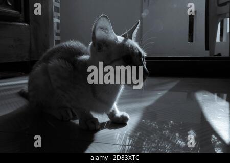 a closeup shot of kitten sitting in house, backlight monochrome stock photo Stock Photo