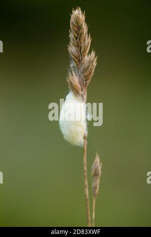 Braconid wasp larval cocoon (Microgastrinae sp) Stock Photo