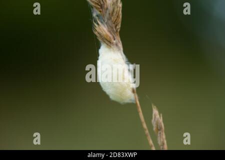 Braconid wasp larval cocoon (Microgastrinae sp) Stock Photo