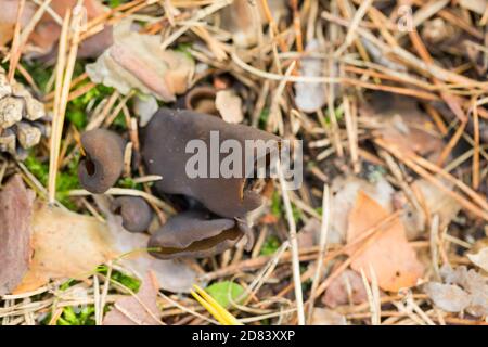 Toad's ear mushroom (Otidea bufonia) Stock Photo