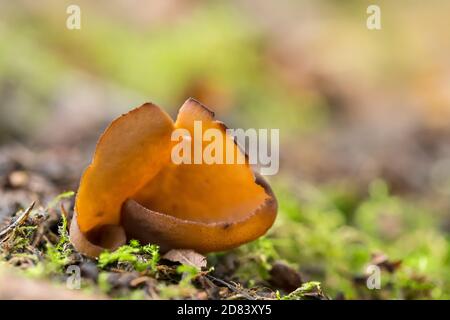 Toad's ear mushroom (Otidea bufonia) Stock Photo