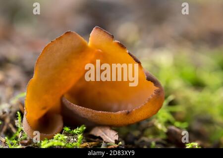 Toad's ear mushroom (Otidea bufonia) Stock Photo