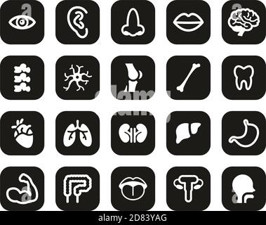 Human Anatomy Or Human Body Parts Icons White On Black Flat Design Set Big Stock Vector