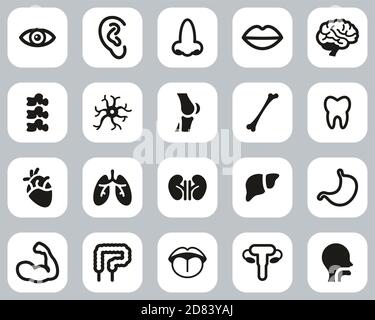 Human Anatomy Or Human Body Parts Icons Black & White Flat Design Set Big Stock Vector