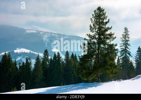 spruce forest on the snow covered hill. beautiful winter landscape in mountains. distant ridge in fog and clouds. carpathian countryside morning Stock Photo