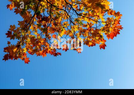 Autumn maple branch with colorful leaves on blue sky Stock Photo