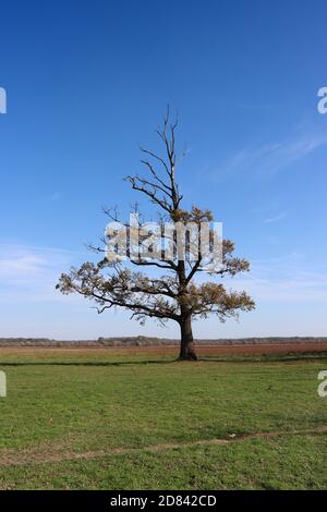 Lonely semi-dried tree on a green meadow with a blue sky in the background Stock Photo