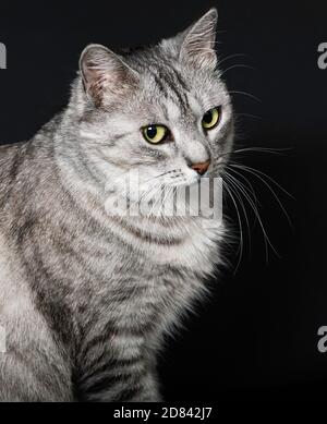 Cat portrait close up. Amazing beautiful cat close up.Cat looking to the left, isolated in dark background looking with pleading stare at the viewer w Stock Photo