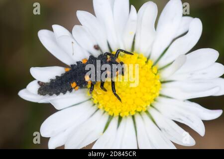 Siebenpunkt-Marienkäfer, Siebenpunkt, Siebenpunkt - Marienkäfer, 7-Punkt-Marienkäfer, 7-Punkt, Larve, Käferlarve, Coccinella septempunctata, Coccinell Stock Photo