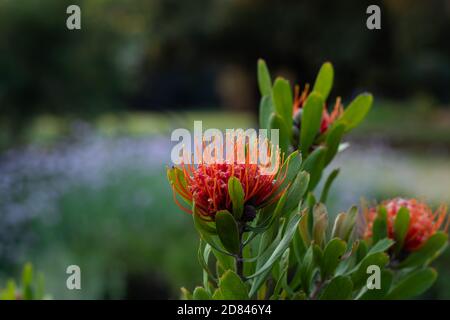 Beautiful deep orange pinchusion protea flower in spring. Leucospermum condifolium Stock Photo