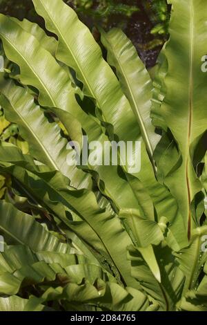 Bird's nest fern (Asplenium nidus). Close-up image of leaves Stock Photo