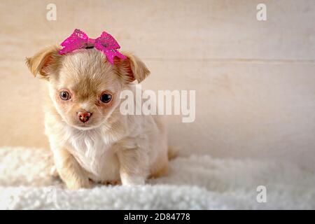 Red fluffy puppy chihuahua with a red bow on his head. Stock Photo
