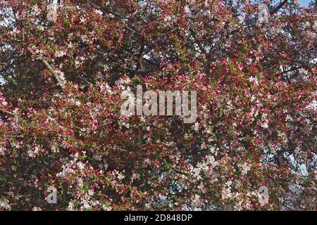 Japanese flowering crabapple (Malus floribunda). Called Japanese crab, Purple chokeberry and Showy crabapple also Stock Photo