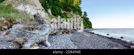 driftwood with remains of a big tree lying on a pebble beach of the Baltic sea near Sassnitz on Rügen, Germany Stock Photo