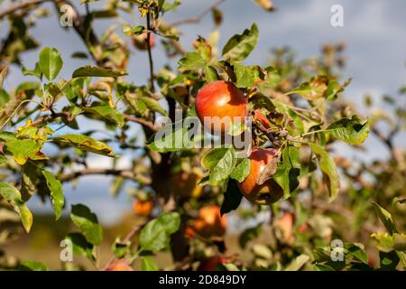 Pick-your-own apples grow on trees at Hofladen Potsdam - Neumanns Erntegarten in Potsdam, Germany Stock Photo