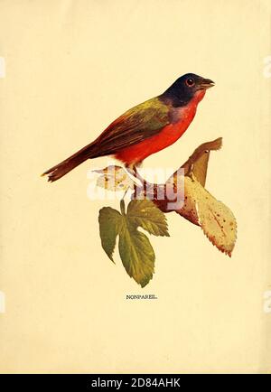 Nonpareil Red-Chested and black hooded Bird from Birds : illustrated by color photography : a monthly serial. Knowledge of Bird-life Vol 1 No 1 January 1897 Stock Photo