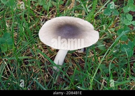 Grisette mushroom (Amanita vaginata) Stock Photo