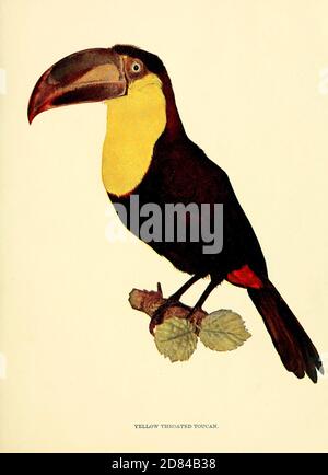 Yellow-throated toucan (Ramphastos ambiguus) is a large toucan in the family Ramphastidae found in Central and northern South America. From Birds : illustrated by color photography : a monthly serial. Knowledge of Bird-life Vol 1 No 1 January 1897 Stock Photo