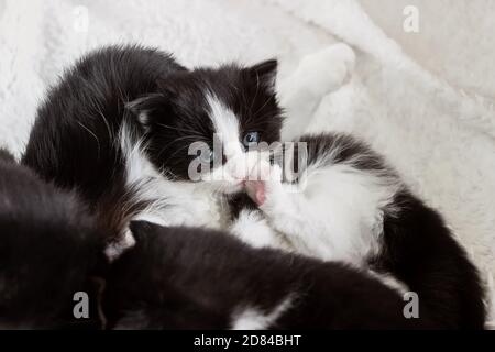 cute small tuxedo kitten lying with mother cat Stock Photo