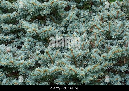 Blue Spruce (Picea pungens 'Glauca Globosa'). Called Colorado spruce and Blue globe colorado spruce also Stock Photo