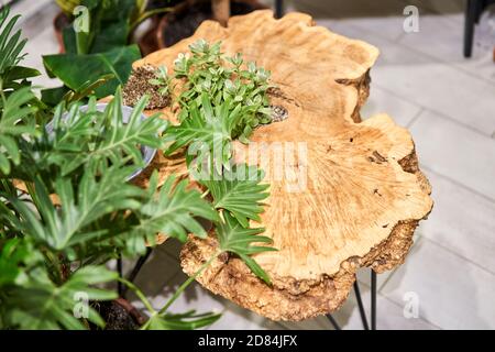 Wood surface cross section of elm tree. Live wood slab texture. Woodworking, carpentry, furniture production. Shallow depth of field. Stock Photo