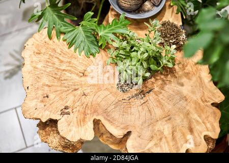 Wood surface cross section of elm tree. Live wood slab texture. Woodworking, carpentry, furniture production. Shallow depth of field. Stock Photo