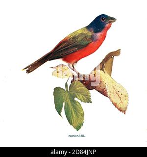 Nonpareil Red-Chested and black hooded Bird from Birds : illustrated by color photography : a monthly serial. Knowledge of Bird-life Vol 1 No 1 January 1897 Stock Photo