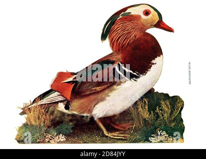 The mandarin duck (Aix galericulata) is a perching duck species native to the East Palearctic. It is medium-sized, at 41–49 cm (16–19 in) long with a 65–75 cm (26–30 in) wingspan. It is closely related to the North American wood duck, the only other member of the genus Aix. from Birds : illustrated by color photography : a monthly serial. Knowledge of Bird-life Vol 1 No 1 January 1897 Stock Photo