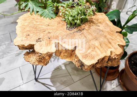 Wood surface cross section of elm tree. Live wood slab texture. Woodworking, carpentry, furniture production. Shallow depth of field. Stock Photo