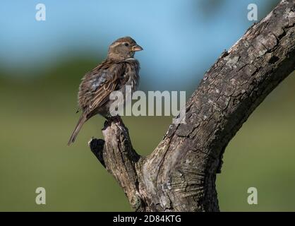 Juvenile house sparrow, Passer domesticus, perched on a branch, Lancashire, UK Stock Photo