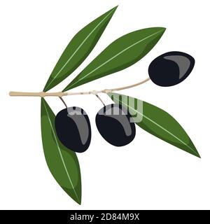 Black olives on branch. Illustration in cartoon style isolated on white background. Stock Vector