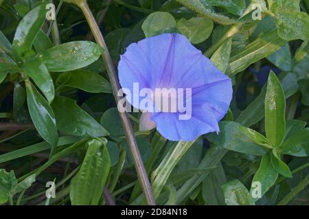 Ivy-leaved morning glory (Ipomoea hederacea). Called Ivyleaf morning glory also Stock Photo