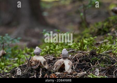 Inedible mushroom Geastrum quadrifidum in the spruce forest. Known as rayed earthstar or four-footed earthstar. Wild mushroom growing in the needles. Stock Photo
