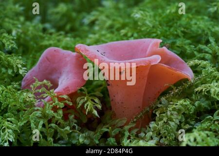 Edible mushroom Guepinia helvelloides in the wet spruce forest. Known as apricot jelly. Red mushroom growing in the moss. Stock Photo