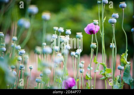 Opium Poppy Seed Capsules Stock Photo